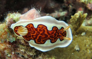 Chromodoris gleniei
